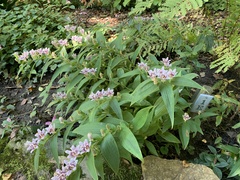 Tricyrtis formosana