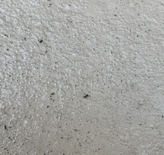 Brachymyrmex patagonicus