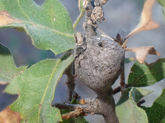 Andricus chrysolepidicola