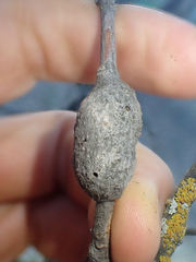 Andricus chrysolepidicola