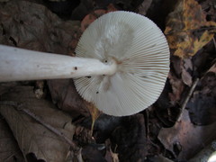Amanita sororcula