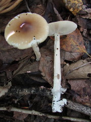 Amanita sororcula