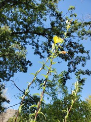 Oenothera elata hirsutissima