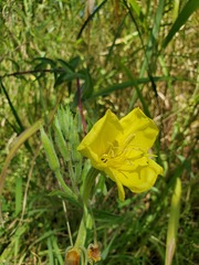 Oenothera elata hirsutissima