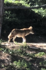 Canis latrans