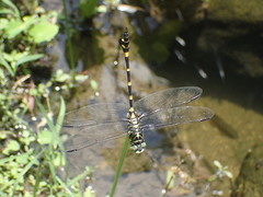 Ictinogomphus pertinax