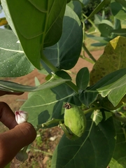 Calotropis procera