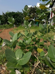 Calotropis procera