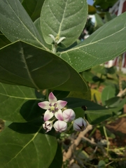 Calotropis procera