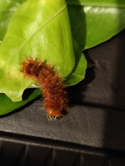 Emesis mandana