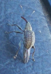 Meriphus