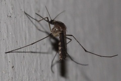 Aedes infirmatus
