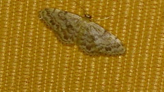 Idaea inquinata