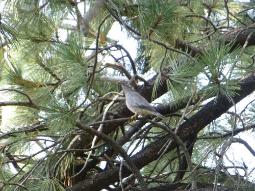iNaturalist observation photo of Band-tailed Pigeon