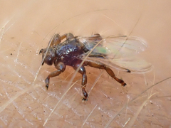 Lipoptena depressa