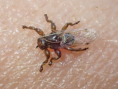 Lipoptena depressa