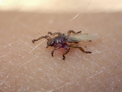 Lipoptena depressa