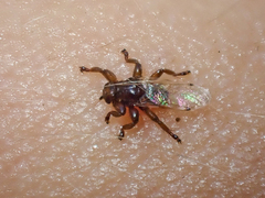 Lipoptena depressa