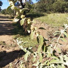 Buddleja perfoliata