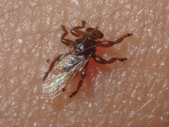 Lipoptena depressa