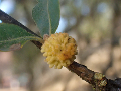 Burnettweldia corallina