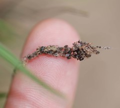 Cyclosa octotuberculata