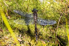 Procordulia jacksoniensis