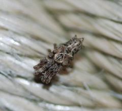 Cyclosa octotuberculata