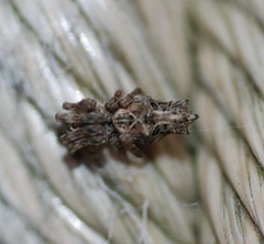 Cyclosa octotuberculata