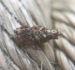 Cyclosa octotuberculata