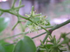 Struthanthus flexicaulis