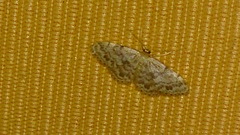 Idaea inquinata