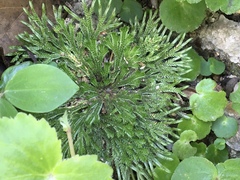 Selaginella pilifera