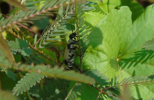 Epicauta tripartita · iNaturalist