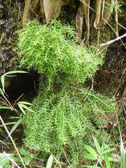 Phlegmariurus biformis