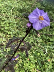 Solanum pungetium