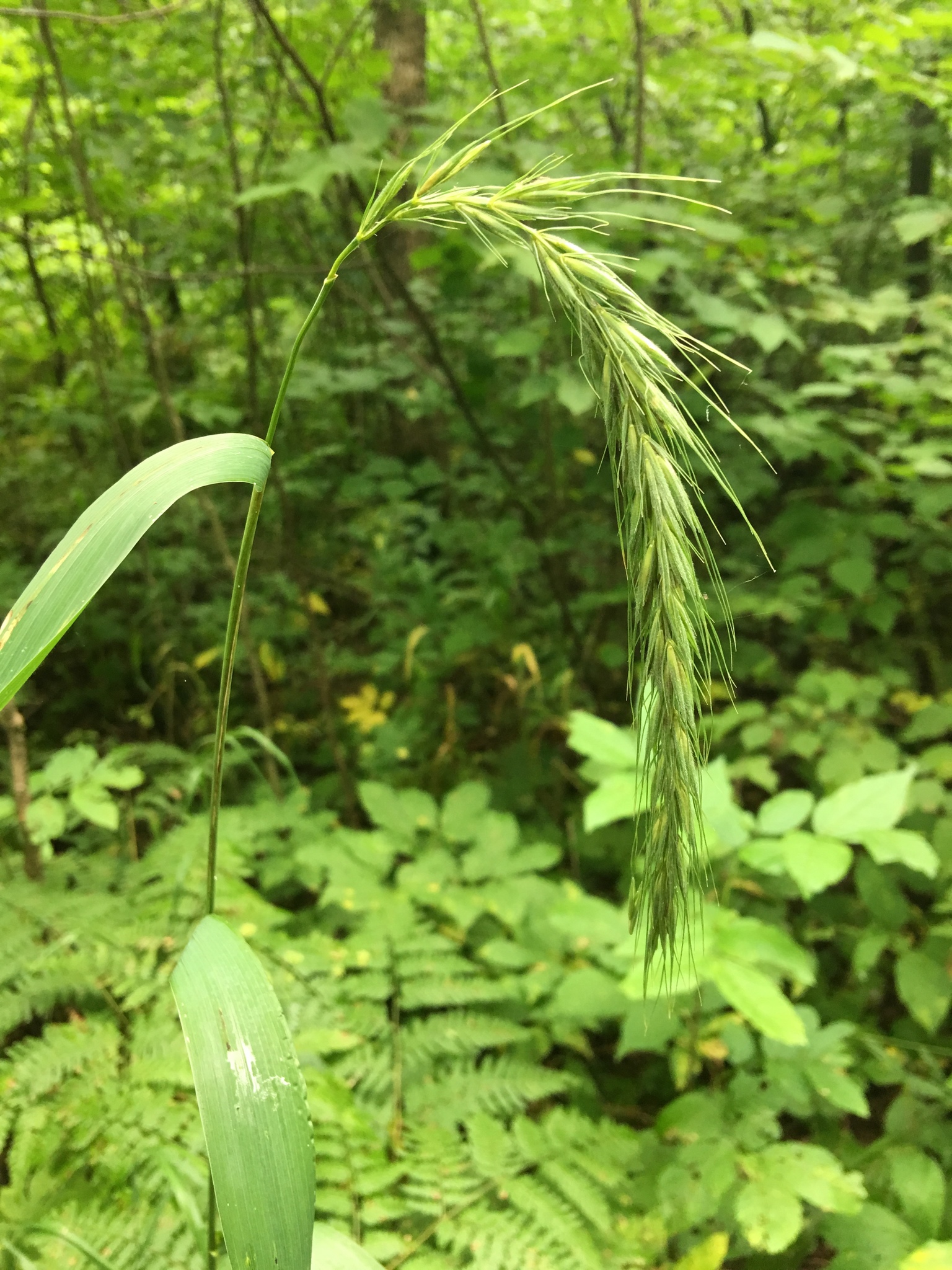 Elymus wiegandii