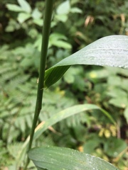 Elymus wiegandii