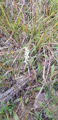 Spiranthes magnicamporum