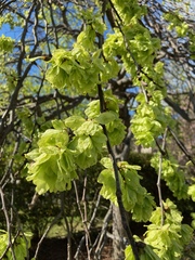 Ulmus glabra camperdownii