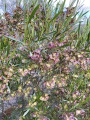 Dodonaea viscosa spatulata