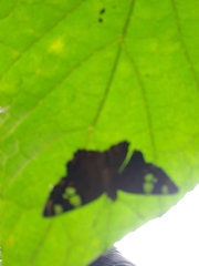 Coladenia indrani