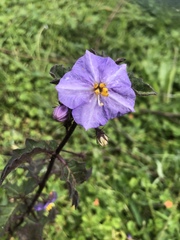 Solanum pungetium