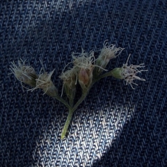 Schizomyia eupatoriflorae