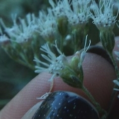 Schizomyia eupatoriflorae