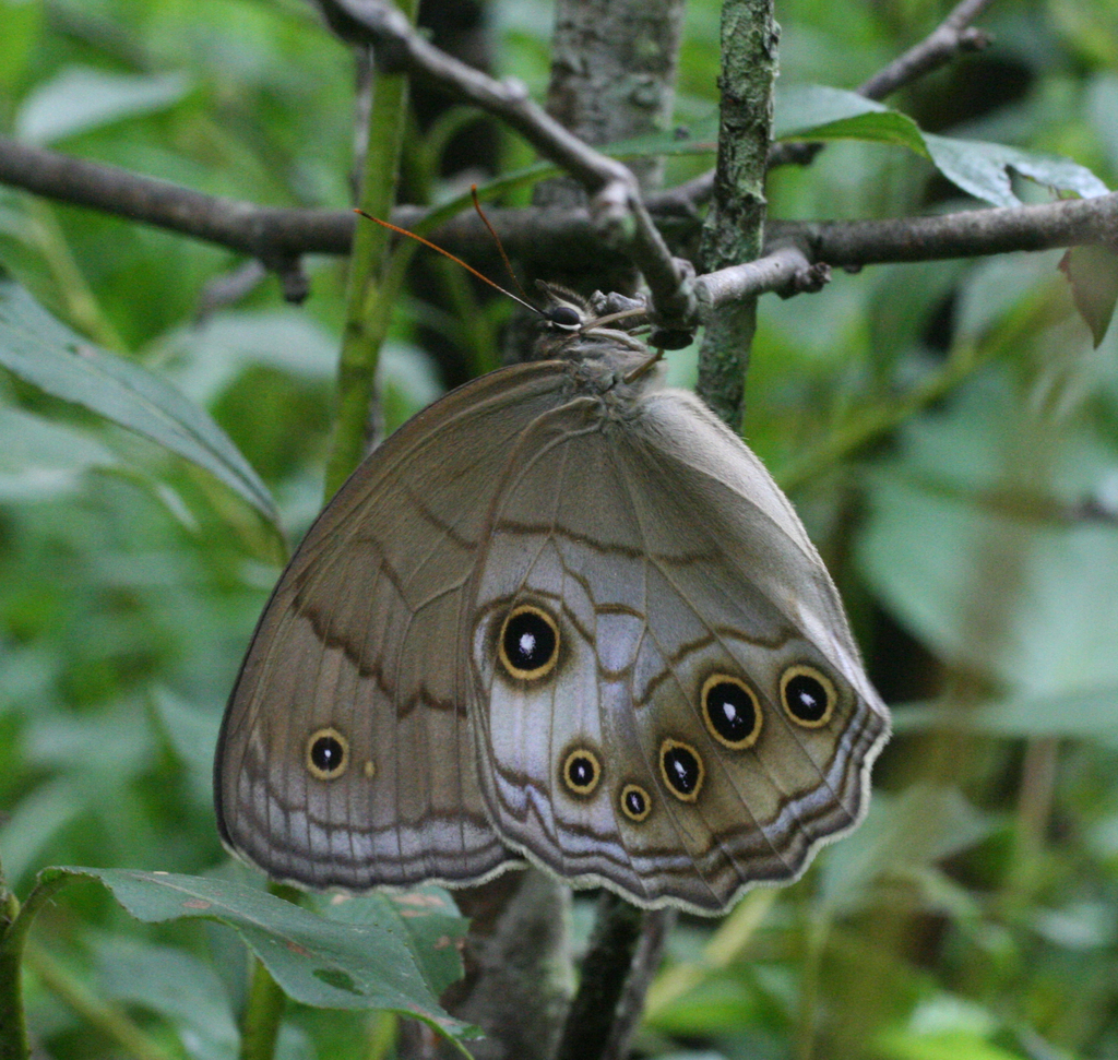 Ninguta schrenkii