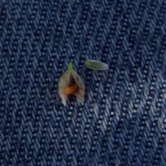 Schizomyia eupatoriflorae