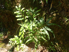 Lygodium volubile