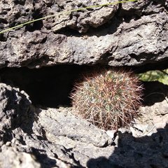 Mammillaria discolor