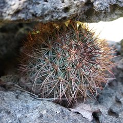 Mammillaria discolor